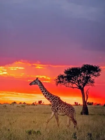 Maasai Mara Safari