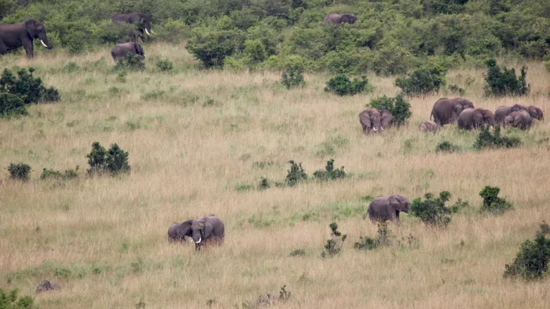 Elephants in the Maasai Mara landscape