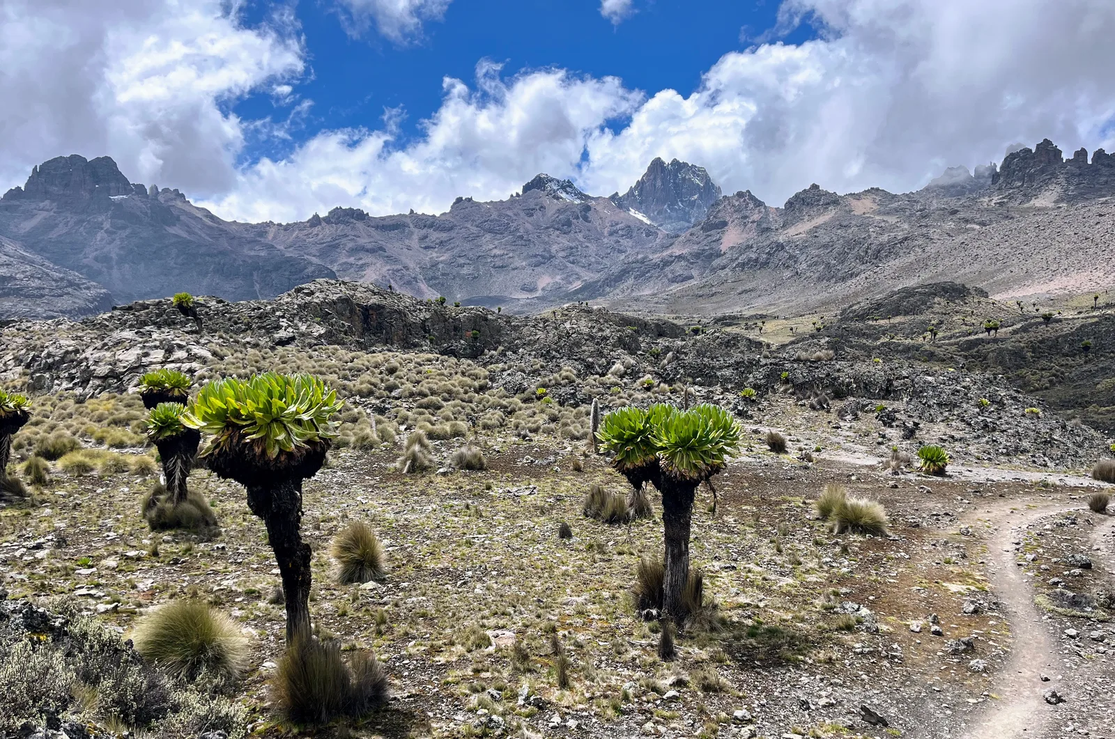 Mount Kenya peaks and high-altitude vegetation