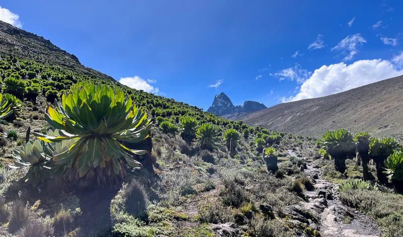 Giant groundsel and mountain scenery in Mackinders Valley