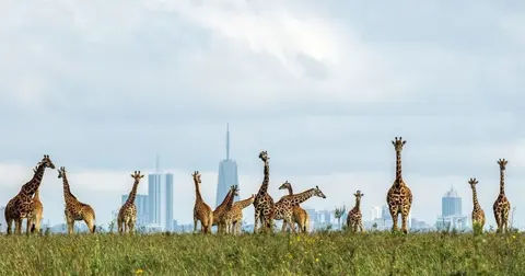 Airport Transfer Nairobi | Airport to Hotel Transfer and Nairobi City Tour