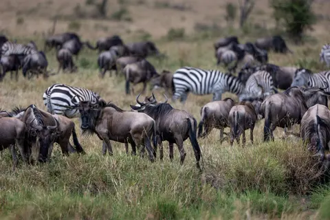 Maasai Mara Safari and Camping 3 Days – EquitorialStar Kenya