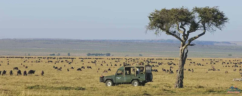 Watch thousands of wildebeest grazing on African grasslands