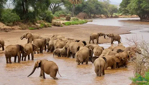 Watch elephants migrating and crossing rivers in Samburu