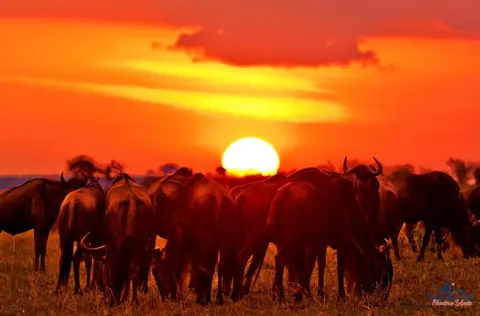 View wildebeests in their natural savanna habitat at sunset