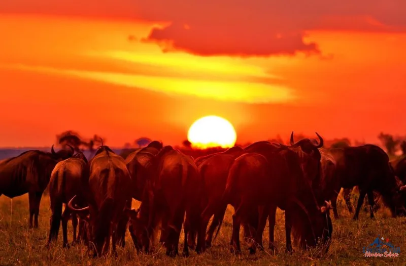 View wildebeests in their natural savanna habitat at sunset
