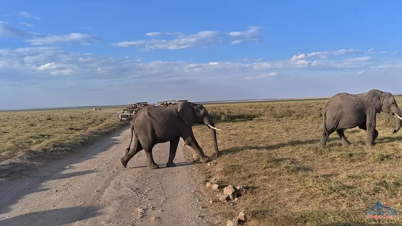 Amboseli — Family of elephants crossing plains