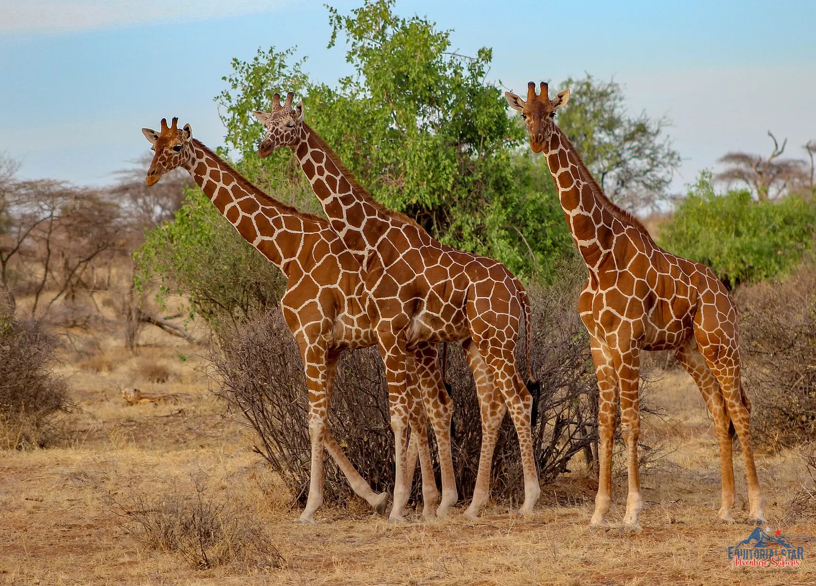 Kenya safari wildlife — licensed stock image