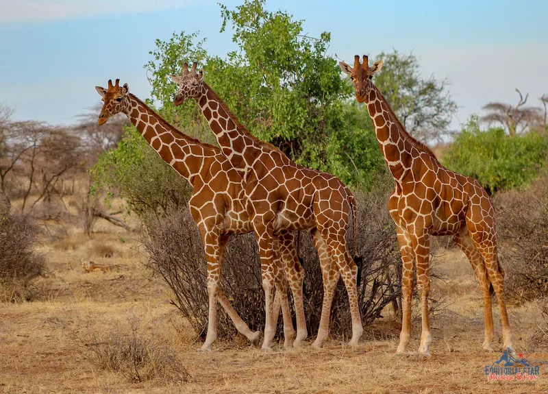 Kenya safari wildlife — licensed stock image