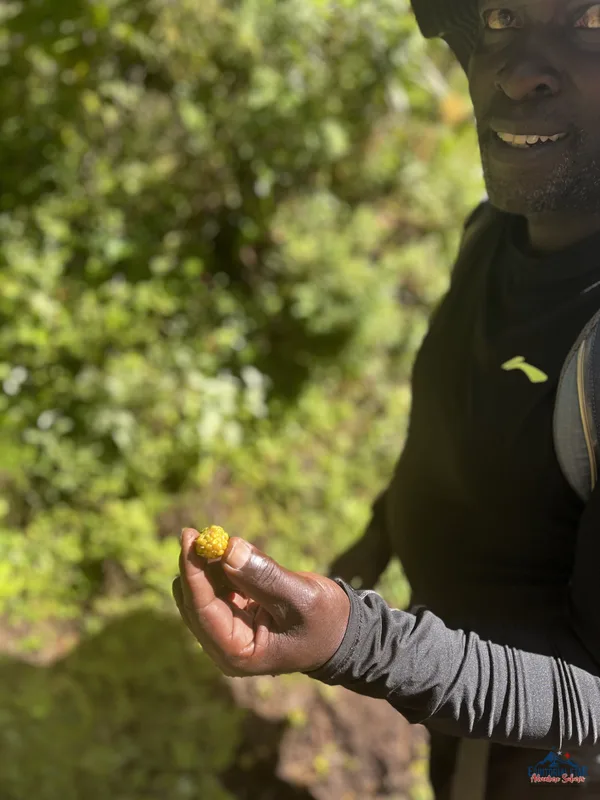 Climbing Mount Kenya 12