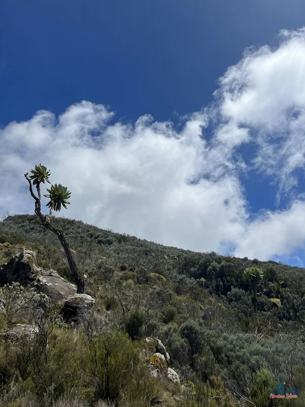 Climbing Mount Kenya 14