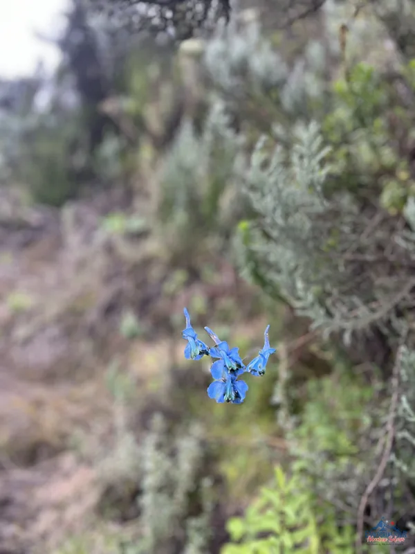 Climbing Mount Kenya 25