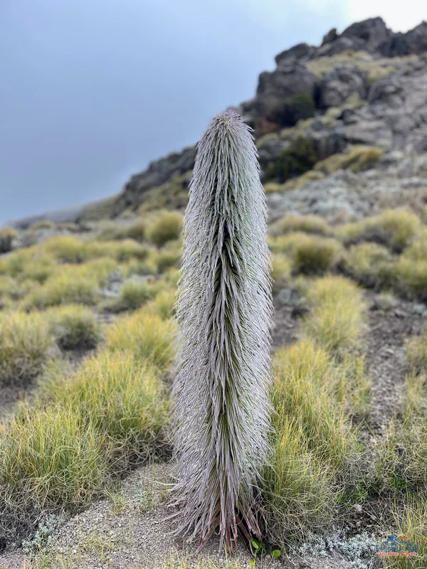 Climbing Mount Kenya 35