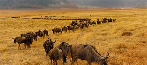 Maasai mara safaris - Get the Undiluted Kenyan Safari Experience