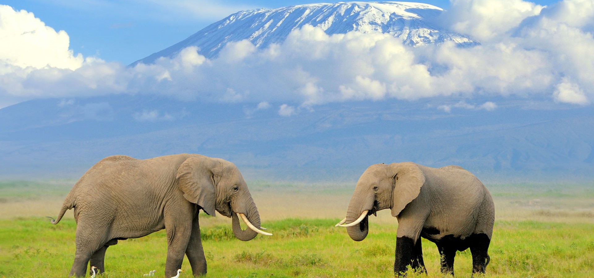 Mt. Kilimanjaro and Amboseli with EquitorialStar