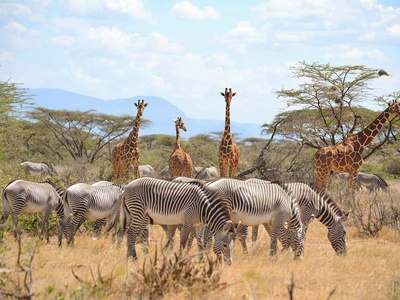 Samburu National Reserve Safaris in Kenya – EquitorialStar