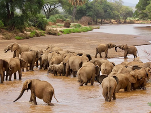 Watch elephants migrating and crossing rivers in Samburu