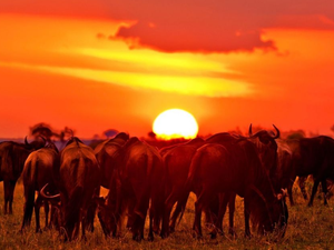 View wildebeests in their natural savanna habitat at sunset