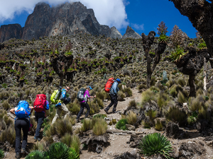 Hike Mt Kenya with friends and enjoy the mountain vegetation