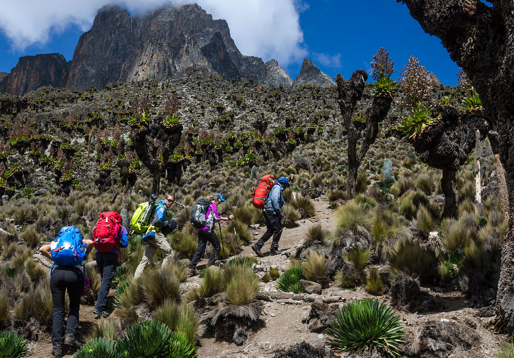 A group of tourists hiking through mountain vegetation during a Mount Kenya hike trip in Kenya.