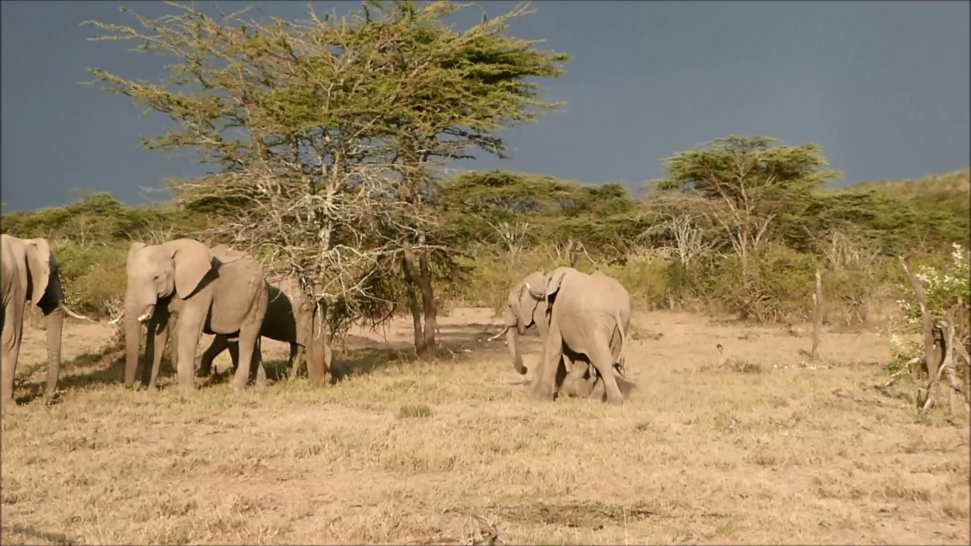 Elephants in Mara Naboisho Conservancy