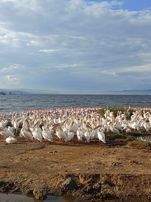 Lake Nakuru National Park highlight image