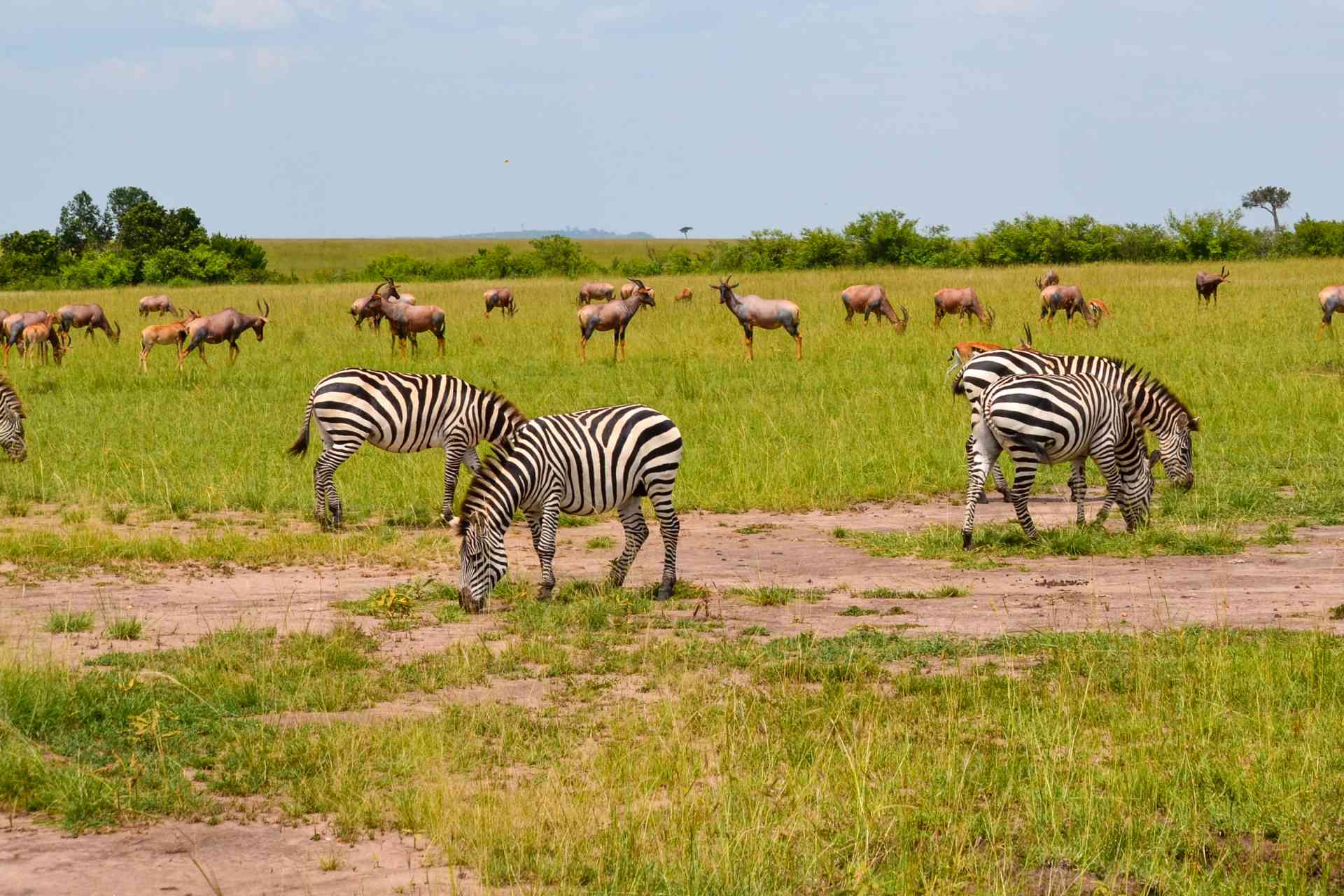 Christmas Safari in Kenya - Lions at Sunset